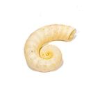 Escargot de poste Squelette - Spirula spirula ***OHNE, Nieuw