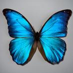 Vlinder Taxidermie wandmontage - Morpho Didius - 25 cm - 25, Verzamelen, Nieuw