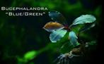 Bucephalandra Blue green in vitro, Verzenden, Nieuw