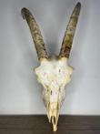 ram schedel op standaard - Ovis orientalis aries - 50×25×20