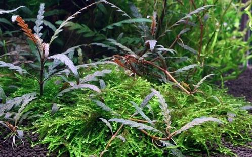 Tropica Hygrophila pinnatifida - pot, Dieren en Toebehoren, Vissen | Aquaria en Toebehoren, Nieuw, Verzenden