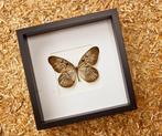 Vlinder Taxidermie volledige montage - Idea blanchardi - 27