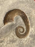 Ammoniet - Gefossiliseerd dier - Hamites parkinsoni Fleming,