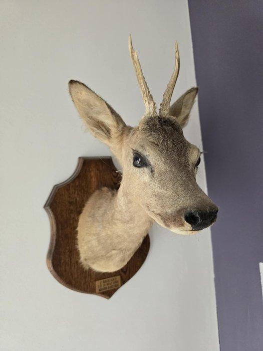 Ree Taxidermie volledige montage - Capreolus Capreolus - 45, Verzamelen, Dierenverzamelingen
