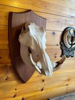 Phacochère Support de corps entier pour taxidermie -