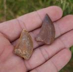 Dinosaure - Dents fossiles - carcharodontosarus - 3.5 cm