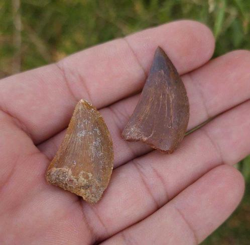 Dinosaure - Dents fossiles - carcharodontosarus - 3.5 cm, Verzamelen, Mineralen en Fossielen