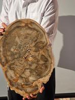 Fossiel hout - Gefossiliseerd hout - 47 cm, Verzamelen