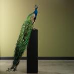 Blauwe Pauw Taxidermie Opgezette Dieren By Max, Ophalen of Verzenden, Nieuw, Vogel, Opgezet dier