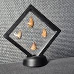 Dinosaurus Tand - Mosasaurus - 12 cm - 12 cm - 5 cm - (4)