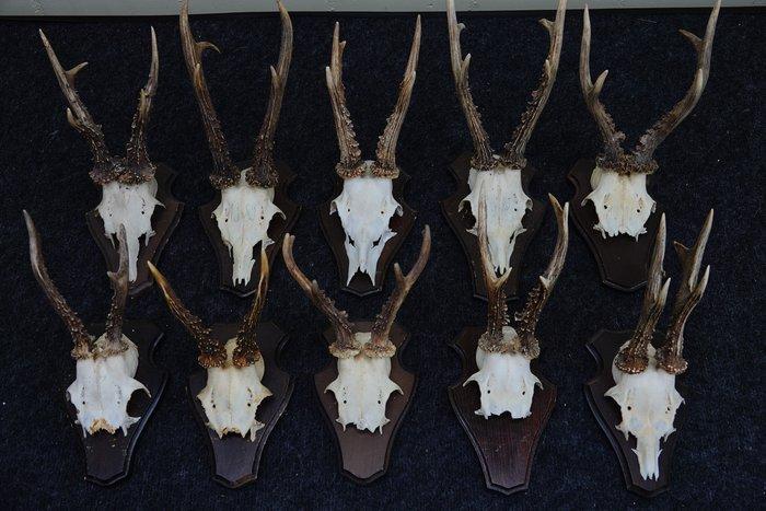 Roebuck Schedel - Capreolus capreolus - 0 cm - 0 cm - 0 cm-, Verzamelen, Dierenverzamelingen