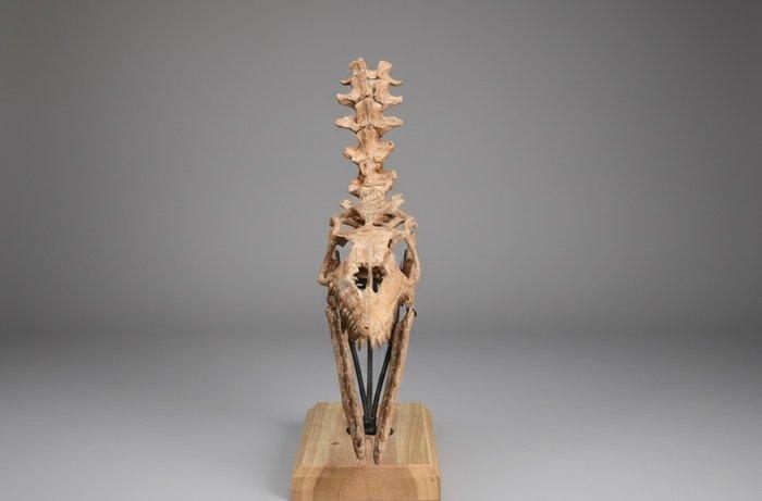 Zeereptiel - Fossiele schedel - Mosasaurio - 90 cm - 20 cm, Collections, Minéraux & Fossiles