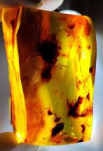 FOSSIL-GEWELDIG!! Dominicaanse barnsteen - 255 ct- 51 g, Verzamelen