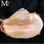 De Reus van de Braziliaanse Tropen Rare Lobatus Goliath