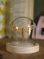 Vlinder Taxidermie volledige montage - Magnifique Mimas