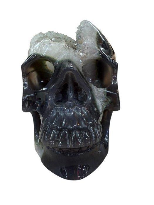 Schedel - Hoogte: 14 cm - Breedte: 12 cm- 2 kg - (1), Antiek en Kunst, Curiosa en Brocante