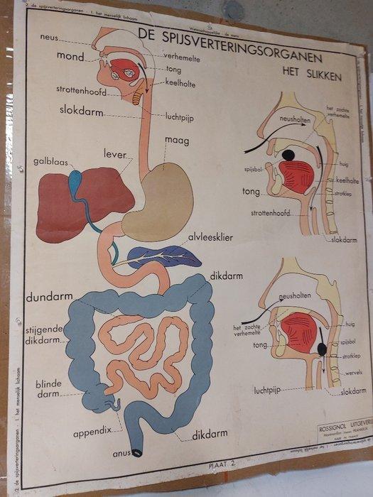 Wandbord - Papier - menselijk lichaam, Antiek en Kunst, Curiosa en Brocante
