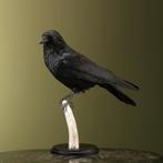 Kraai Taxidermie Opgezette Dieren By Max, Verzamelen, Dierenverzamelingen, Ophalen of Verzenden, Nieuw, Vogel, Opgezet dier