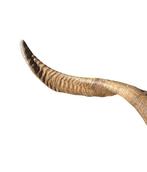 Bezoargeit Schedel met gewei - Capra pyrenaica - 30 cm - 59, Nieuw