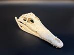 Nijlkrokodil Schedel - Crocodylus niloticus - 7 cm - 9.5 cm, Verzamelen, Dierenverzamelingen, Nieuw