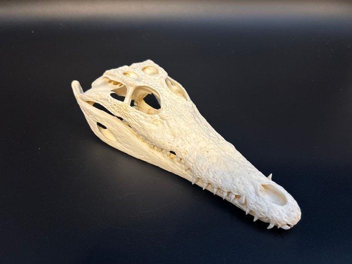 Nijlkrokodil Schedel - Crocodylus niloticus - 7 cm - 9.5 cm, Verzamelen, Dierenverzamelingen