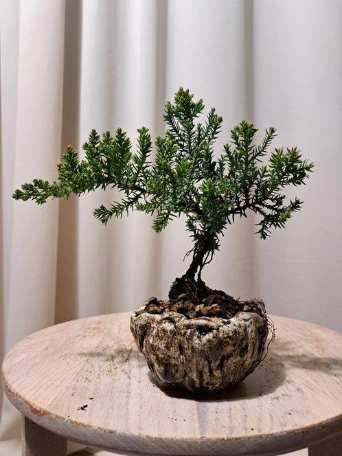 Jeneverbes bonsai (Juniperus) - Hoogte (boom): 15 cm -, Antiek en Kunst, Curiosa en Brocante