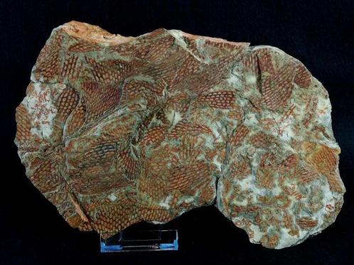 Graptolite spectaculaire avec une préservation, Verzamelen, Mineralen en Fossielen