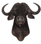 Grote Kaapse Buffel Taxidermie hoofdmontage - Syncerus