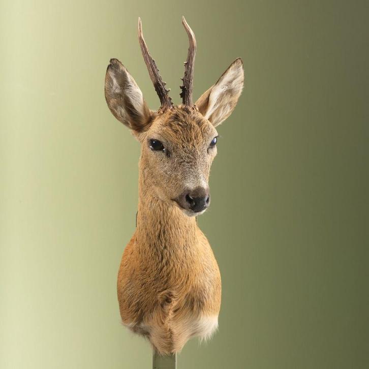 Reebok Zomervacht Taxidermie Opgezette Dieren By Max, Verzamelen, Dierenverzamelingen, Opgezet dier, Nieuw, Wild dier, Ophalen of Verzenden