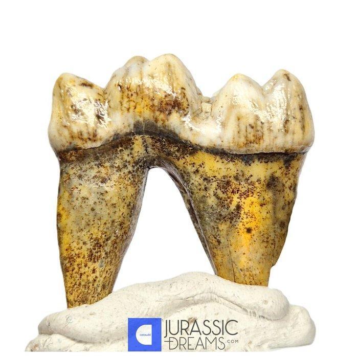 Grote edelsteenklasse IJstijd grottemgrondbeer (Ursus, Collections, Minéraux & Fossiles