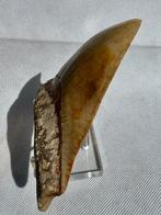 Megalodon - Fossiele tand - Carcharocles megalodon - 12.2 cm, Verzamelen, Mineralen en Fossielen