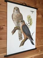 Kronen-Verlag Erich Cramer Hamburg. - Affiche scolaire –