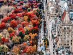 Fabian Kimmel - Central Park Autumn II, New York