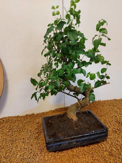 Liguster bonsai (Ligustrum) - Hoogte (boom): 35 cm - Diepte, Antiek en Kunst, Curiosa en Brocante