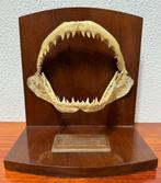 Blauwe haai, 1966 - Kaak - Prionace glauca - 26,5 cm - 25 cm