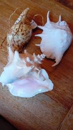 Crustacés Coquillage marin - lambis lambis (Sans Prix de, Antiek en Kunst