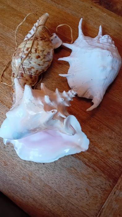 Crustacés Coquillage marin - lambis lambis (Sans Prix de, Antiek en Kunst, Curiosa en Brocante