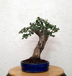 Olijf bonsai (Olea europaea) - Hoogte (boom): 30 cm - Diepte, Antiek en Kunst, Kunst | Schilderijen | Klassiek