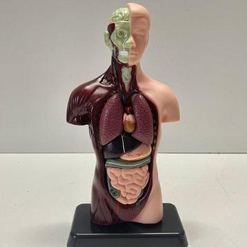Anatomisch model - Kunststof - 2000-2010