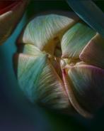 Inna Etuvgi, alias My Psychedelic Garden - Tulip. Light., Verzamelen