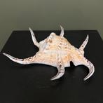 Schelp H7B21D25 Taxidermie Opgezette Dieren By Max