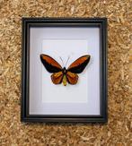 Vlinder Taxidermie volledige montage - Ornithoptera croesus, Nieuw