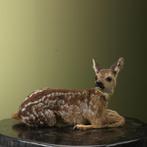 Reebok Jong Taxidermie Opgezette Dieren By Max, Ophalen of Verzenden, Opgezet dier