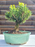 Palmboompje bonsai (Buxus sempervirens) - Hoogte (boom): 20