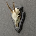 Reebok Schedel Taxidermie Opgezette Dieren By Max, Verzamelen, Dierenverzamelingen, Ophalen of Verzenden, Nieuw, Wild dier, Opgezet dier