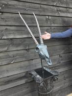 XL Gazelle-schedel met basis Schedel - - - 86 cm - 23.5 cm -, Collections, Collections Animaux