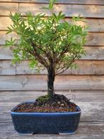 potentilla frut goldfinger bonsai in bonsaischaal - Hoogte
