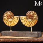 Prehistorische elegantie: Cleoniceras in stukken gesneden -