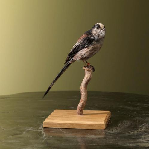 Staartmees Taxidermie Opgezette Dieren By Max, Collections, Collections Animaux, Enlèvement ou Envoi