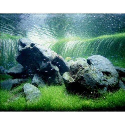 Hakkai Stone, Dieren en Toebehoren, Vissen | Aquaria en Toebehoren, Nieuw, Verzenden